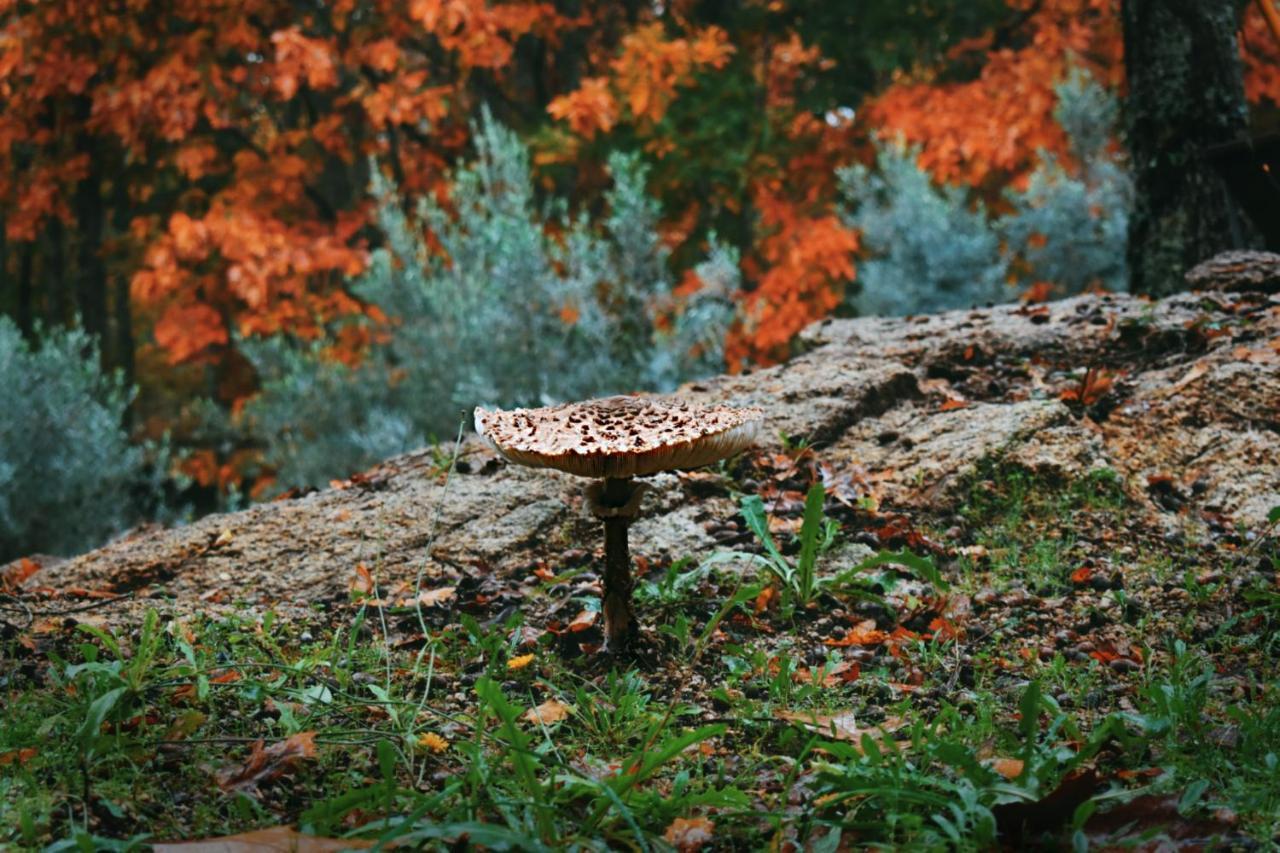 Quinta Das Fontes - Alojamento Rustico Local E Turismo Rural São Pedro do Sul エクステリア 写真